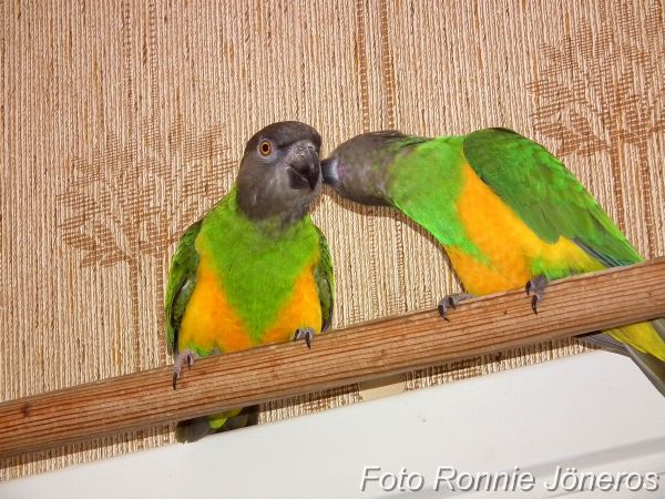 Morhuvad papegoja (Poicephalus senegalus)